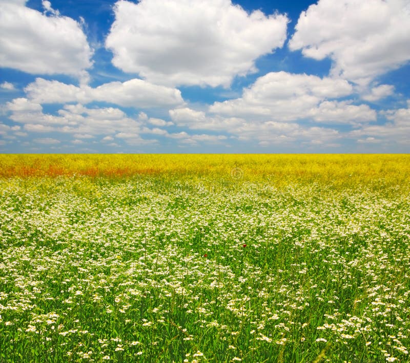 Camomiles do campo imagens de stock royalty free