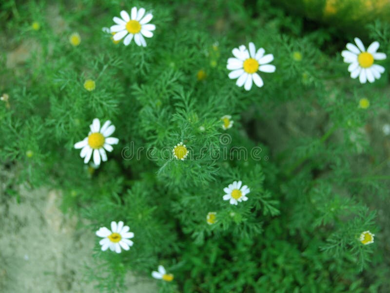 Camomiles and green leaves of them to make your day today. Camomiles and green leaves of them to make your day today.