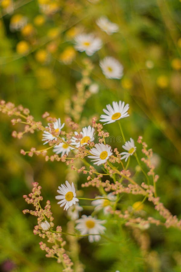 Camomiles, onder het groene gras in de zomer op het gebied Zachte Achtergrond royalty-vrije stock afbeeldingen Camomiles, onder het groene gras in de zomer op het gebied Zachte Achtergrond royalty-vrije stock afbeeldingen