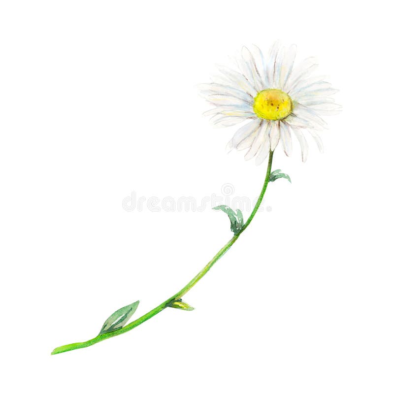 Camomilla da campo. illustrazione floreale a colori d'acqua di un fiore delicato isolato su fondo bianco. prato illustrazione di stock