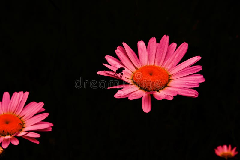 Two camomiles with fly on black background. Two camomiles with fly on black background