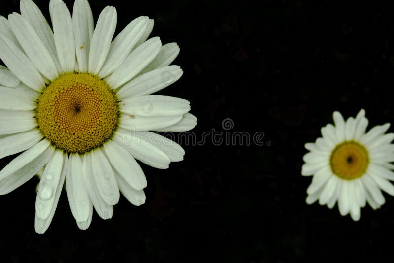 Two camomiles with water drops on the black background. Two camomiles with water drops on the black background