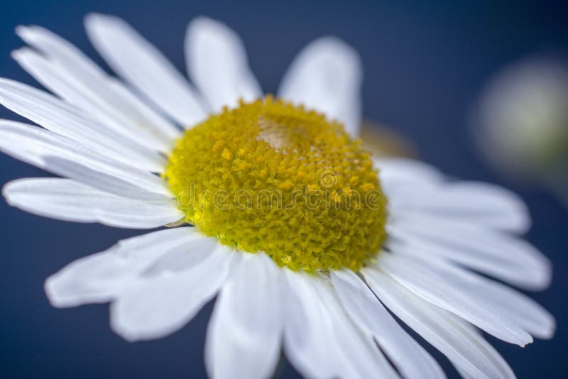 Camomille avec des gouttes de l'eau sur les pétales blancs Plan rapproch? Macro Fond merveilleux floral photographie stock libre de droits Camomille avec des gouttes de l'eau sur les pétales blancs Plan rapproch? Macro Fond merveilleux floral photographie stock libre de droits