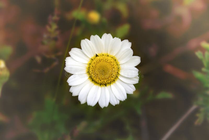 Camomille blanche - marguerite sur le fond brouillé images libres de droits Camomille blanche - marguerite sur le fond brouillé images libres de droits