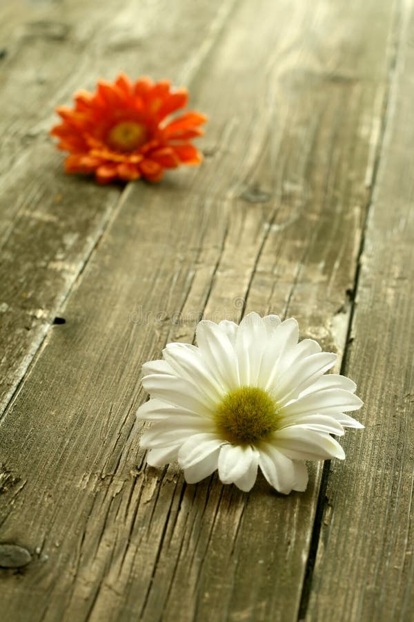 Two beautiful camomiles on old wooden boards. Two beautiful camomiles on old wooden boards