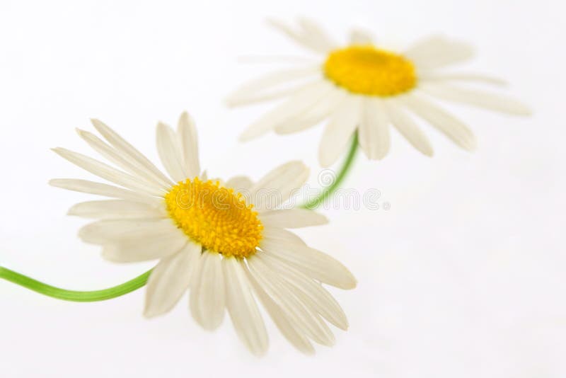 Closeup of two white camomiles. Closeup of two white camomiles.