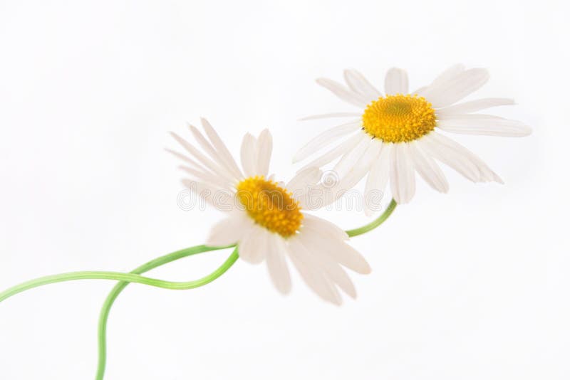 Closeup of two white camomiles. Closeup of two white camomiles.