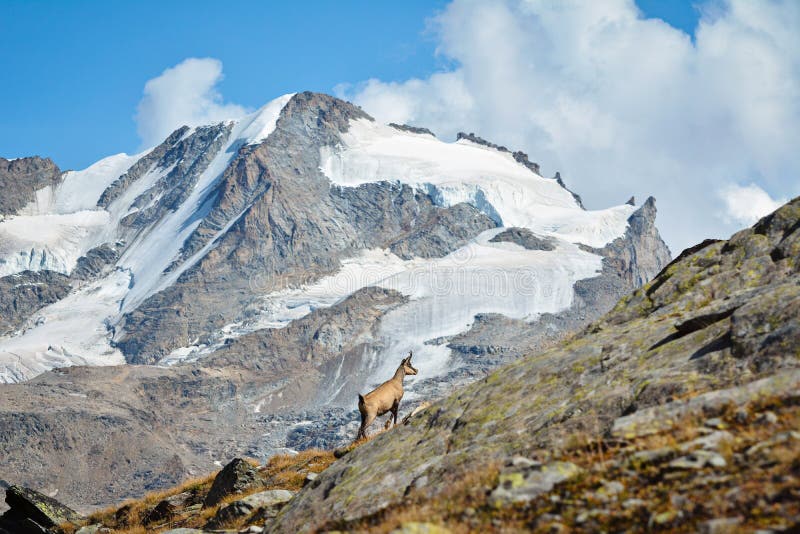 Camoscio alpino Parco nazionale di Gran Paradiso, Italia immagine stock Camoscio alpino Parco nazionale di Gran Paradiso, Italia immagine stock