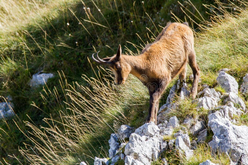 Camoscio del parco nazionale dell'Abruzzo dell'Abruzzo fotografia stock Camoscio del parco nazionale dell'Abruzzo dell'Abruzzo fotografia stock