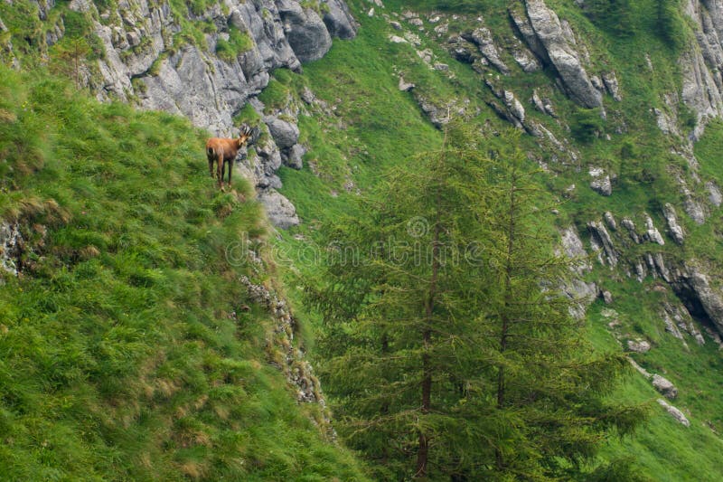 Camoscio in montagne uno stambecco in wildeness immagine stock libera da diritti Camoscio in montagne uno stambecco in wildeness immagine stock libera da diritti