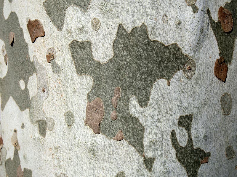 Camouflage detail of plane tree bark stock photos