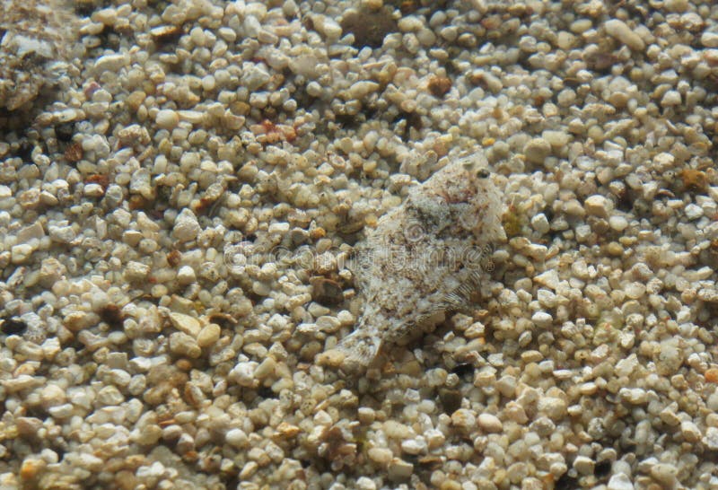 Camouflage Flat Fish stock photo. Image of camouflage 53729832