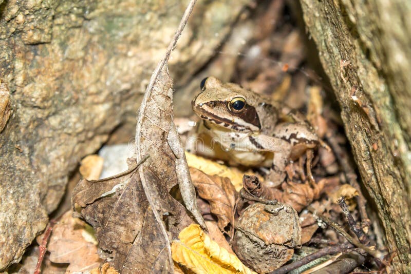 Camouflage frog stock image. Image of woods, wildlife 95819069