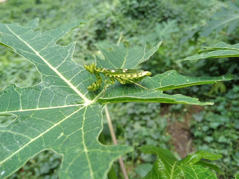 Camouflage of a praying mantis, hiding from predators