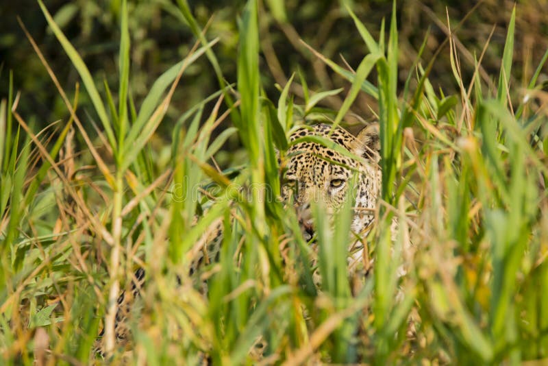 Camouflage: Wild Jaguar Eyes Peering through Tall Grass