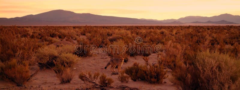 Deserto volpe mascherato il suo, sul.