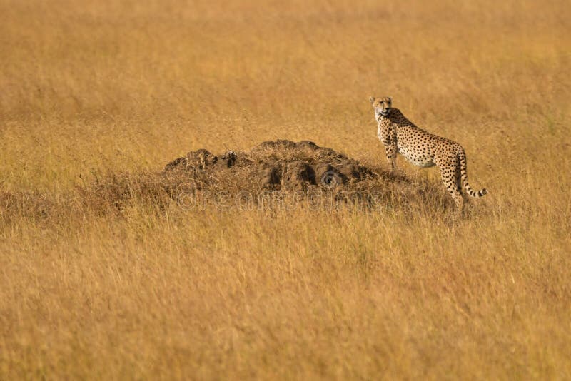 Cheetah in the Serengeti Plains stock photo