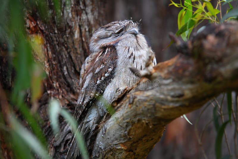 Tawny Frogmouth bird camouflaged in tree fork, Australian wildlife