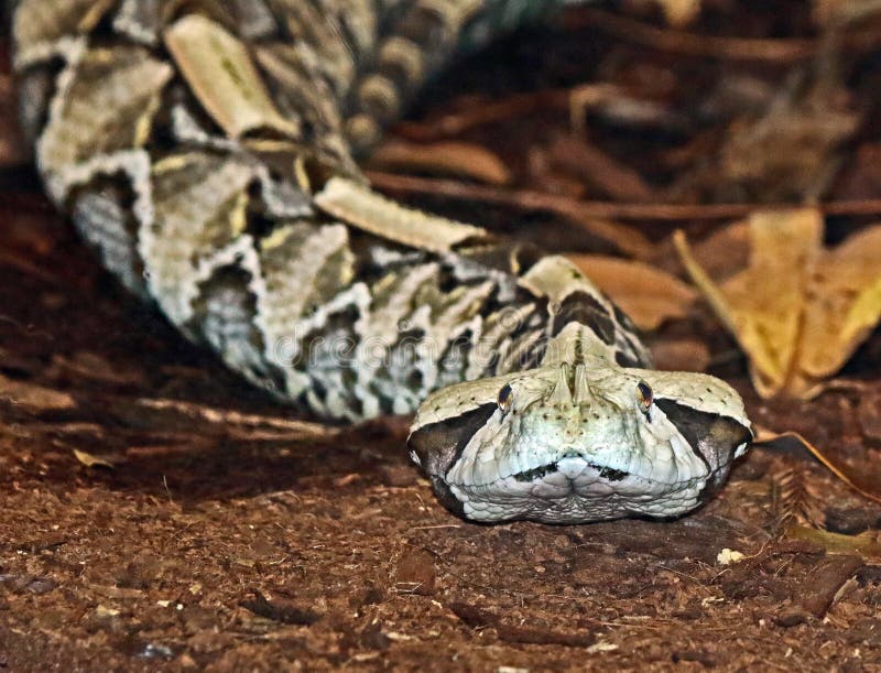 Camouflaged Venomous Gaboon Viper Stock Image Image Of Exterior Bite
