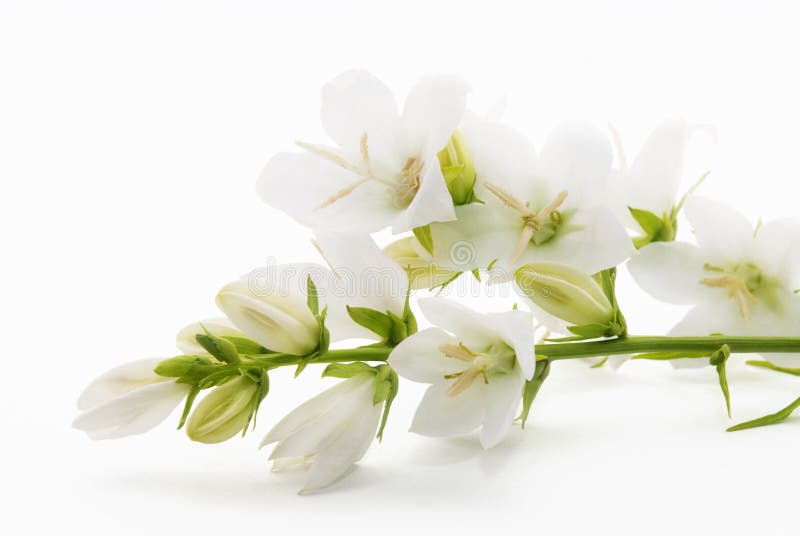 Campánula De Las Flores Blancas Aislada En El Fondo Blanco Foto de archivo  - Imagen de plantas, verde: 54514918