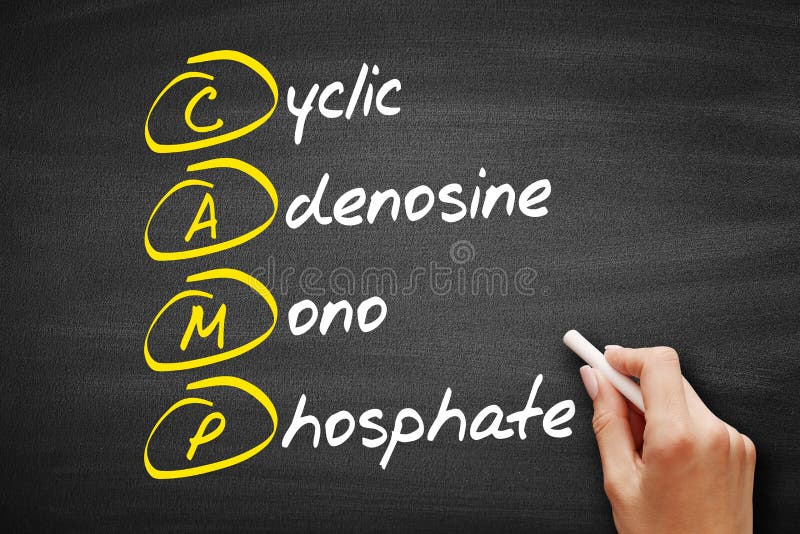 CAMP - Cyclic Adenosine MonoPhosphate acronym, concept on blackboard