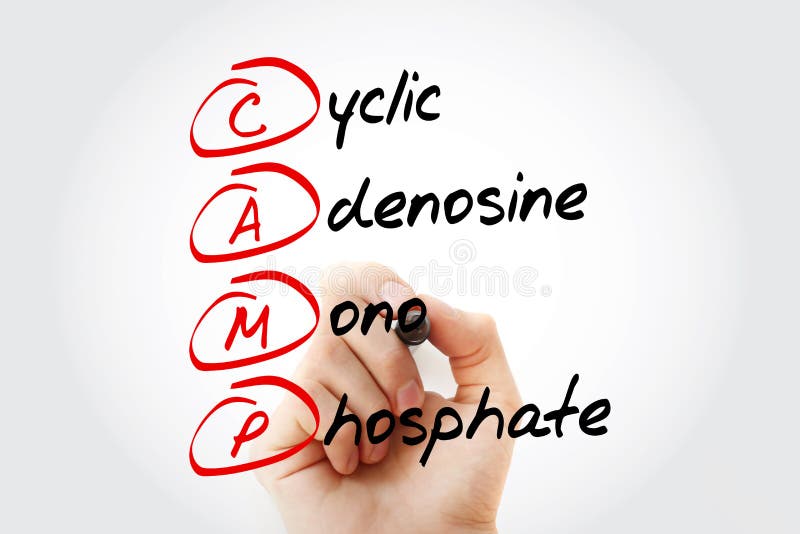 CAMP - Cyclic Adenosine MonoPhosphate acronym with marker, concept background
