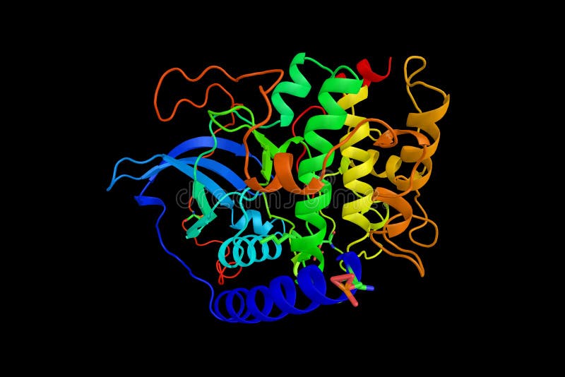 CAMPdependent Protein Kinase Catalytic Subunit Beta, an Enzyme Stock