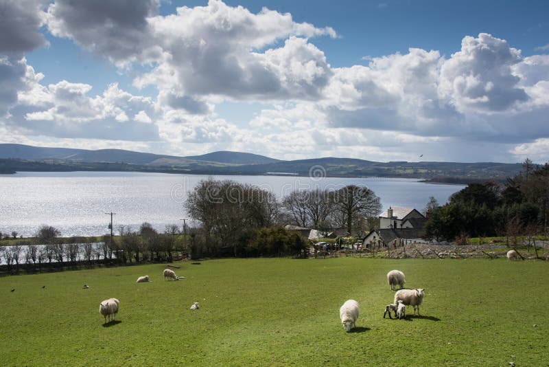 Campagna irlandese con le pecore e terreno coltivabile accanto al lago