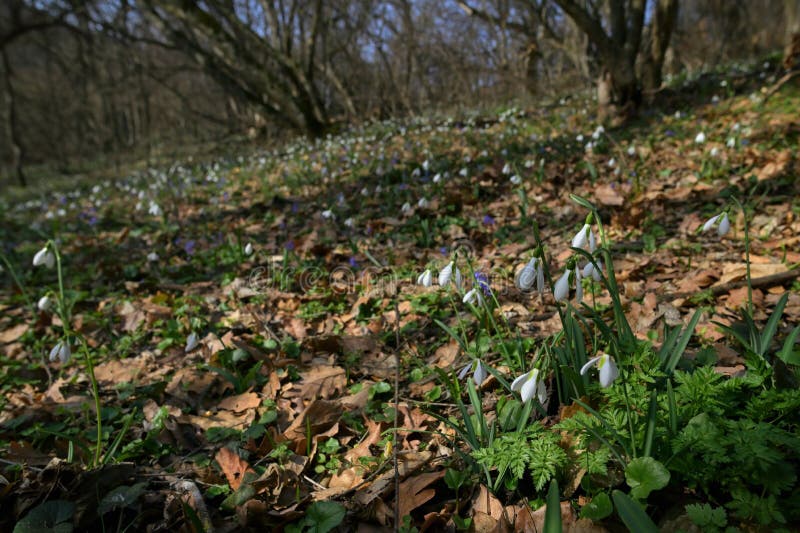 Campainhas na floresta primaveril da manhã imagens de stock