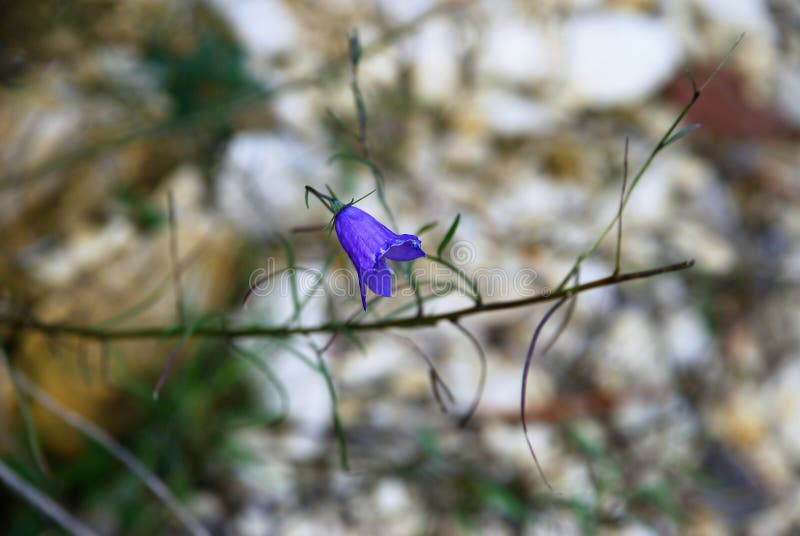 Campanilla en el bosque foto de archivo Campanilla en el bosque foto de archivo