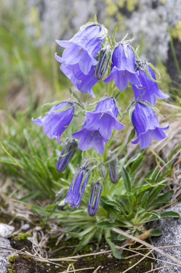 Campanula alpina, trvalka zvonček v kvete v tráve, vysoké tatry, slovensko