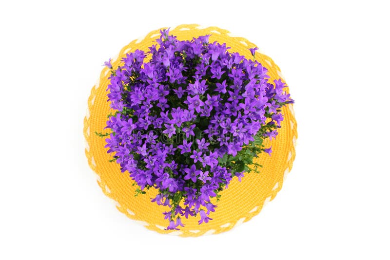 Campanula, bellflower stock photo. Image of white, plant ...