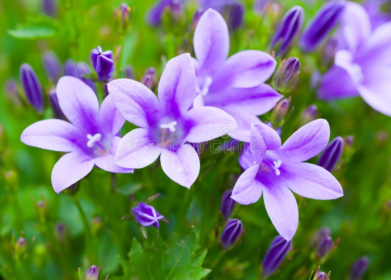 Campanula bouquet.