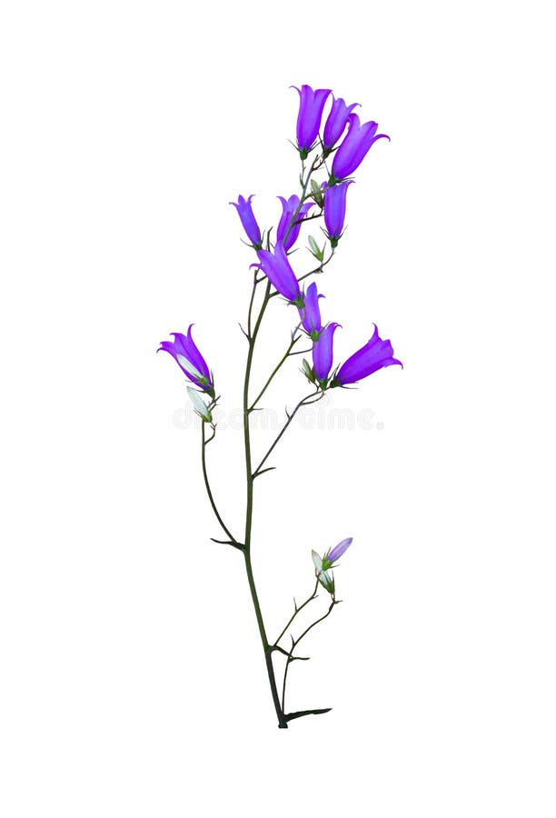 Campanula del fiore selvaggio isolata su bianco fotografie stock libere da diritti Campanula del fiore selvaggio isolata su bianco fotografie stock libere da diritti