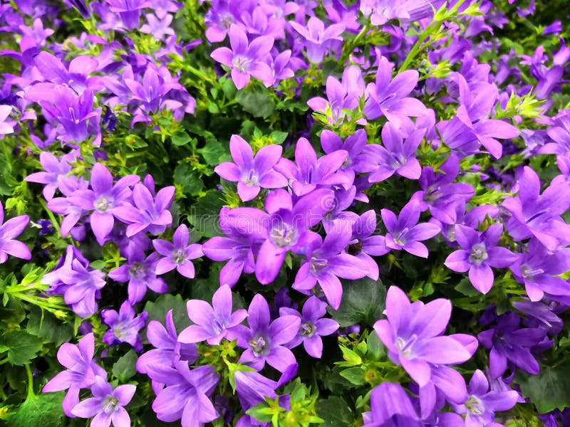 Colored Campanula Bouquet Colored Campanula Bouquet