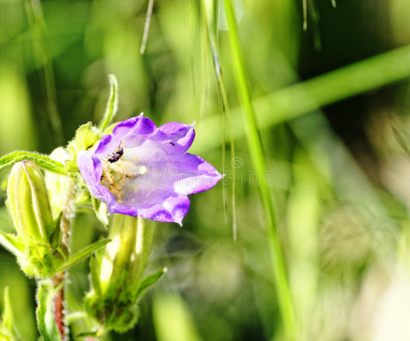 Campanula medium