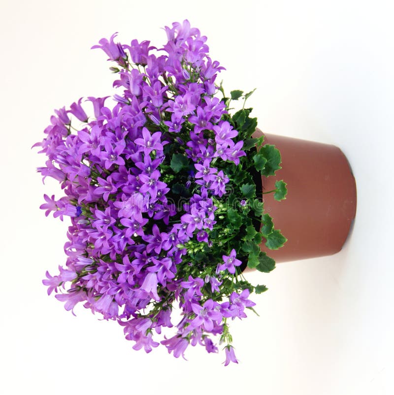 Campanula young pot plant in flowering time with little violet flowers isolated on the white. Campanula young pot plant in flowering time with little violet flowers isolated on the white