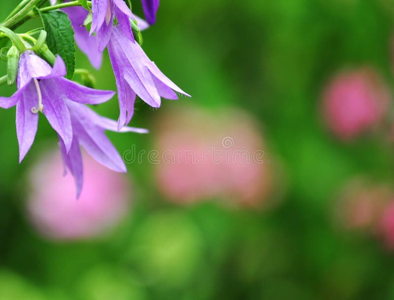 Campanule de pré photos stock Campanule de pré photos stock
