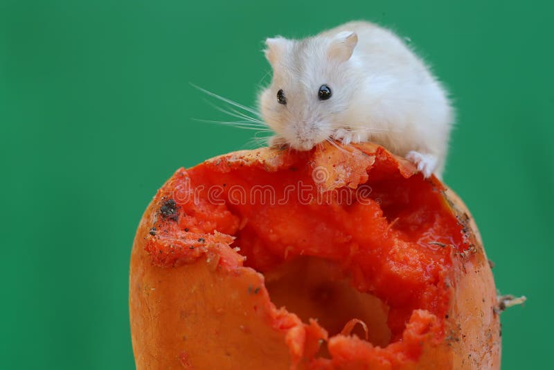 10+ Hundred Campbells Hamster Royalty-Free Images, Stock Photos & Pictures