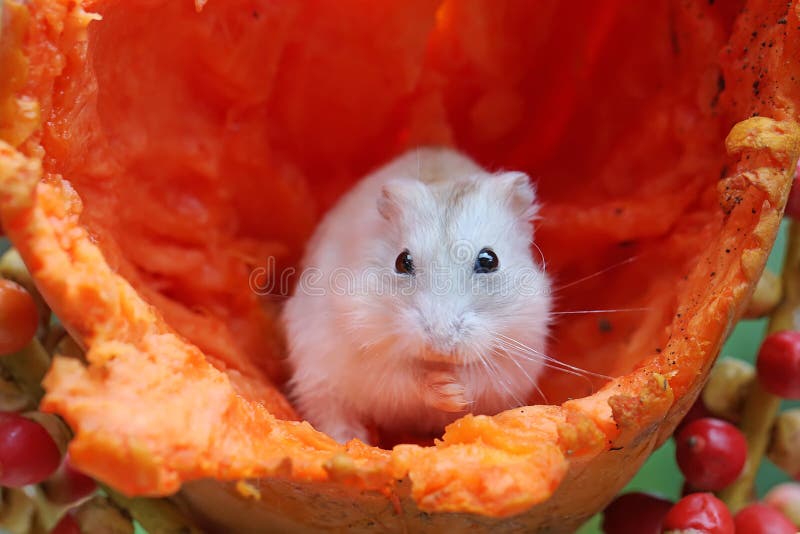 10+ Hundred Campbells Hamster Royalty-Free Images, Stock Photos & Pictures