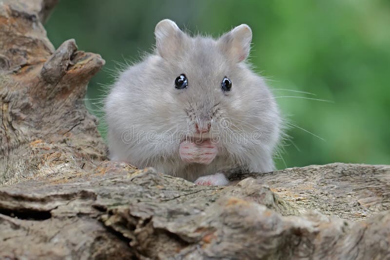 Mature Video Hamster