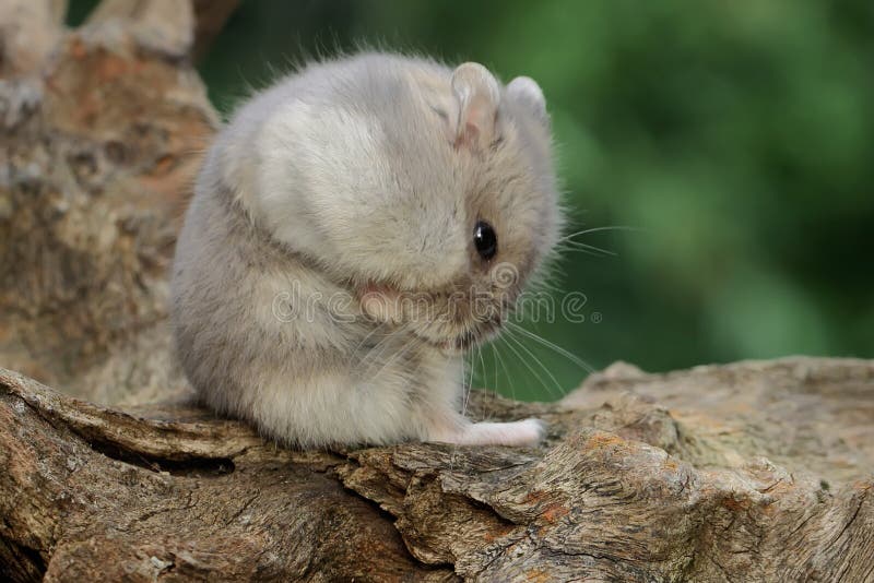 Campbell Dwarf Hamster Looking Food Rock Overgrown Moss Rodent Has Stock  Photo by ©iwayansumatika 647373894