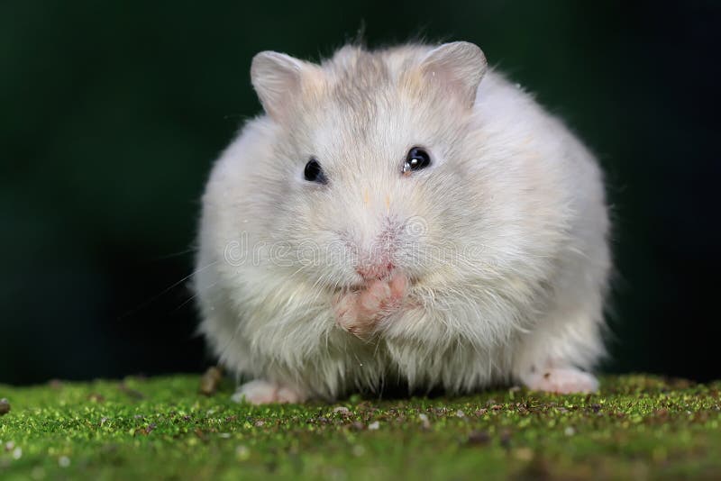 Campbell Dwarf Hamster Looking Food Rock Overgrown Moss Rodent Has Stock  Photo by ©iwayansumatika 647373894