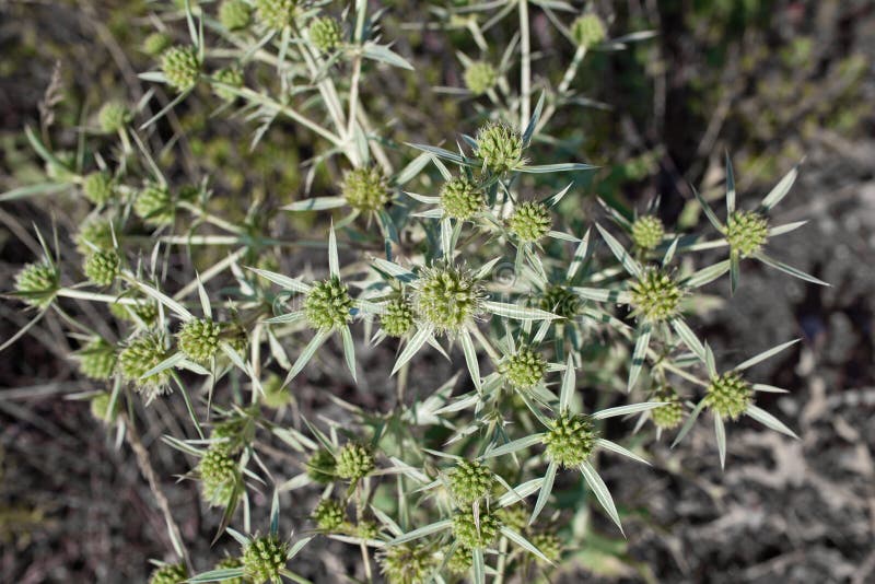 Eryngium Campestre Dans Le Jardin Image stock Image du saison