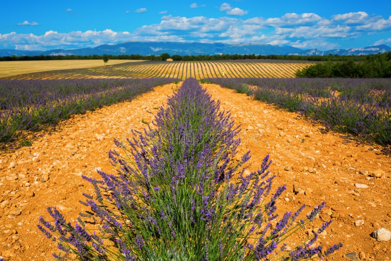 Campi con le giovani piante della lavanda in Provenza immagini stock libere da diritti Campi con le giovani piante della lavanda in Provenza immagini stock libere da diritti