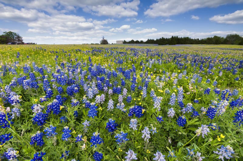 Campi del Bluebonnet in Palmer, TX immagini stock libere da diritti Campi del Bluebonnet in Palmer, TX immagini stock libere da diritti