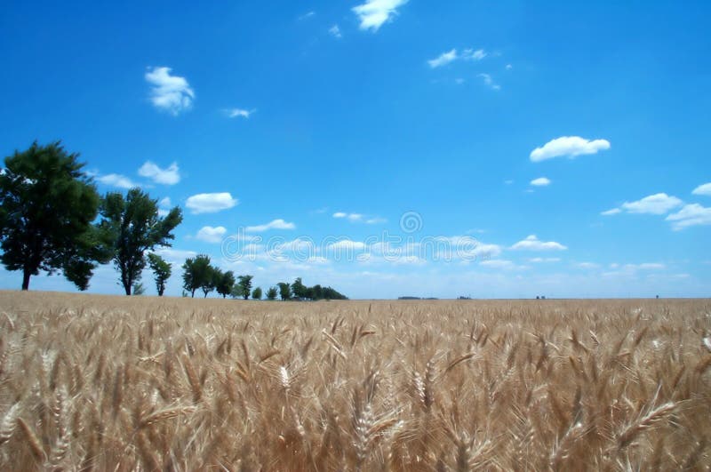 Magnificent view of a wheat field. Magnificent view of a wheat field.