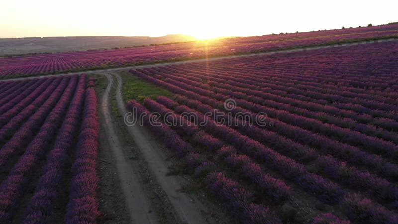 Campi di lavanda fiori fiore vista aerea drone viola campo tramonto solare estivo. coltivazione di lavanda