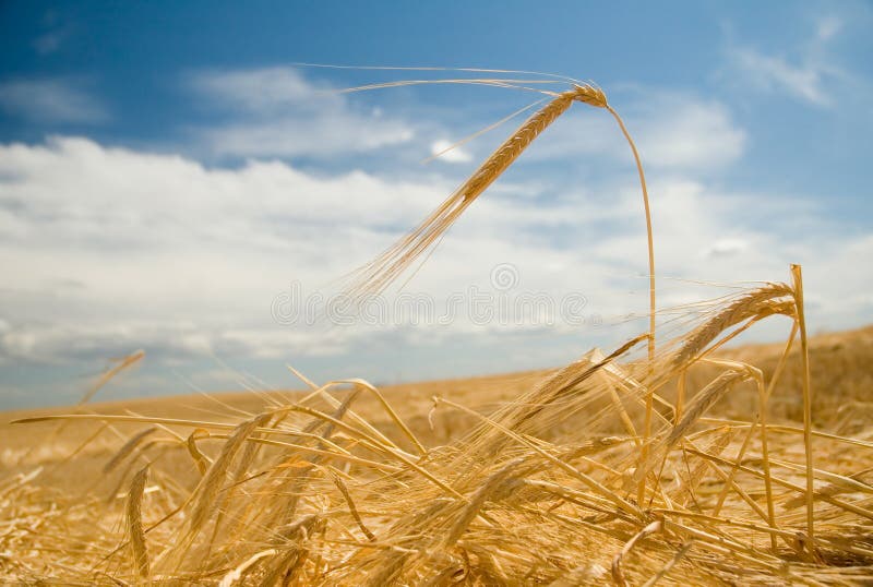 Freshly swathed ripe golden barley. Freshly swathed ripe golden barley.