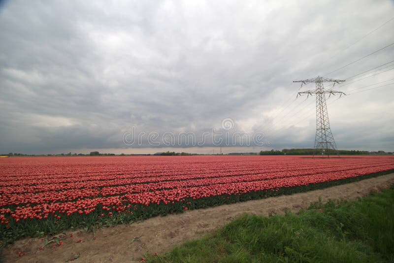 Campi di rosso con i ulips bianchi di t in una fila sull'isola Goeree Overflakkee durante la primavera nei Paesi Bassi fotografie stock libere da diritti Campi di rosso con i ulips bianchi di t in una fila sull'isola Goeree Overflakkee durante la primavera nei Paesi Bassi fotografie stock libere da diritti